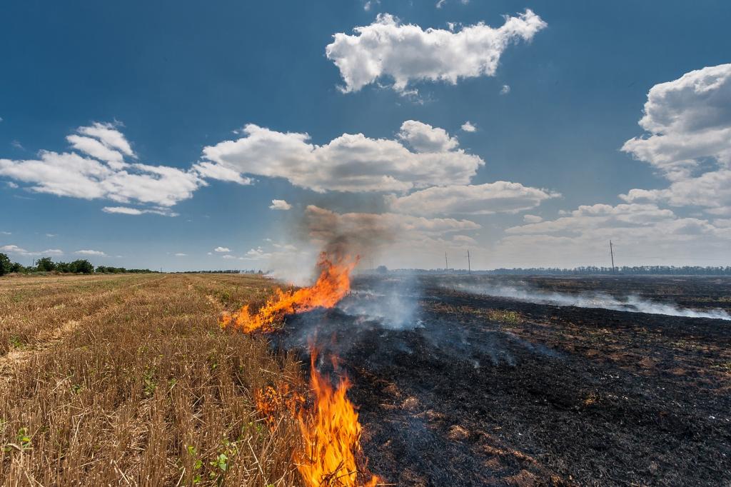 Stubble Burning